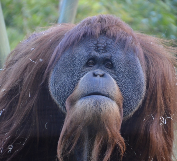 Satu, the dominant male amoung the Orangutan family, wonders what Janey and I are talking about.